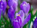 Crocus - Krokus